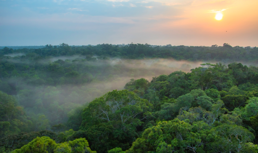 Into the Wild: A Journey Through Nature’s Hidden Wonders