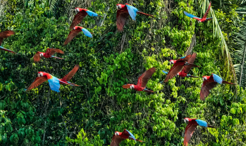 15 Things you definitely didn’t know about the Amazon rainforest